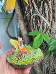 Daffoldilia Sunwhim