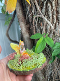 Daffoldilia Sunwhim